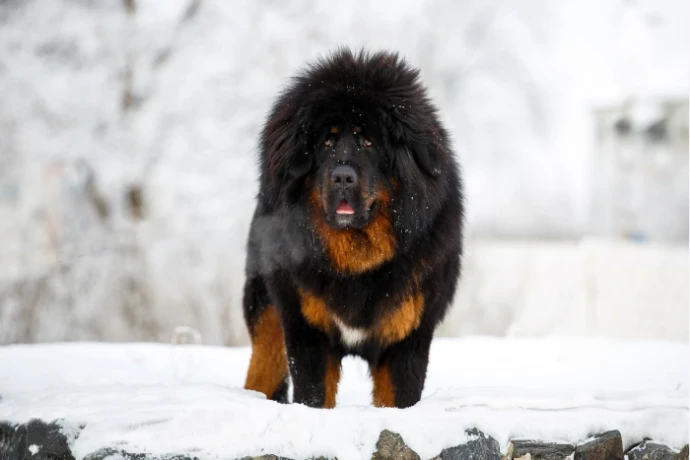 Tibetská doga
