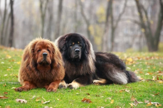 Tibetská doga