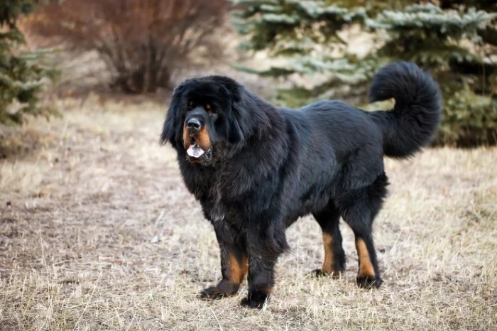 Tibetská doga