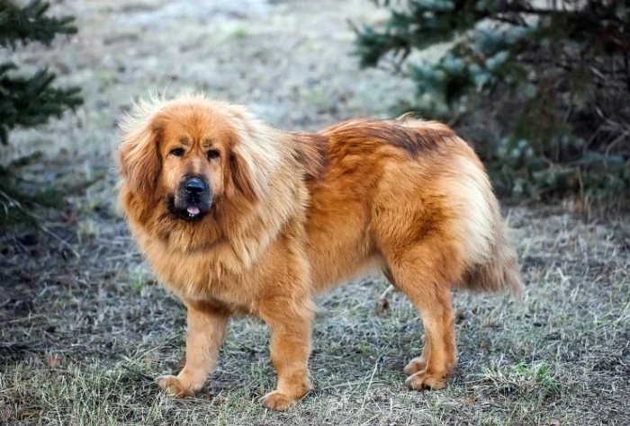 Tibetská doga