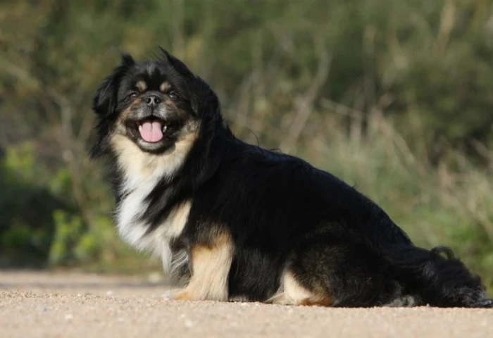 Tibetský španěl