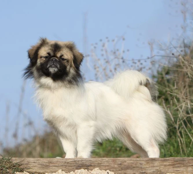 Tibetský španěl