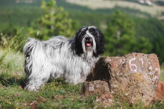 Tibetský teriér