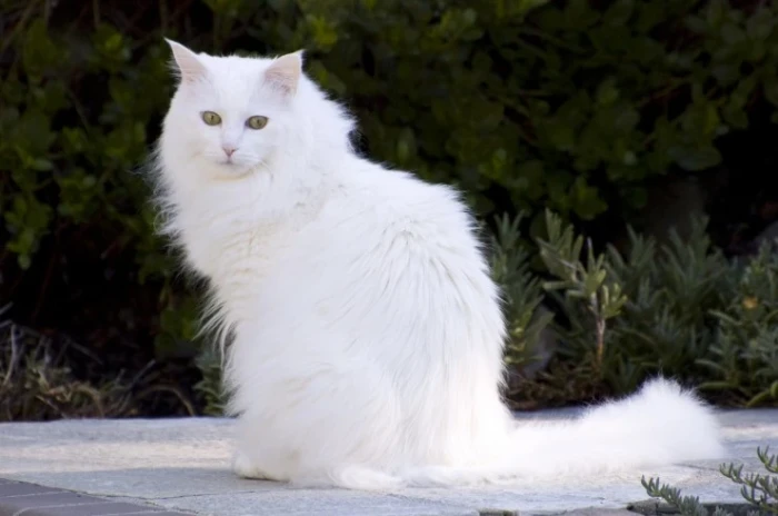 Turecká angora