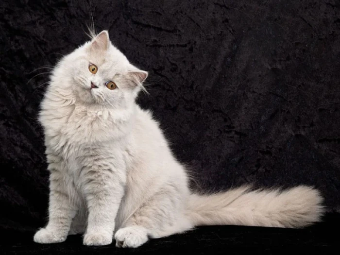 Turecká angora