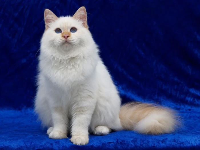 Turecká angora