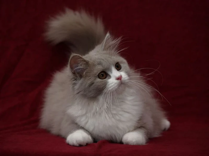 Turecká angora