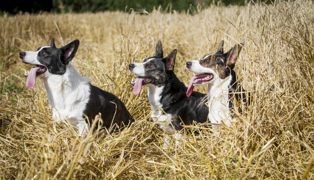 Velškorgi - cardigan