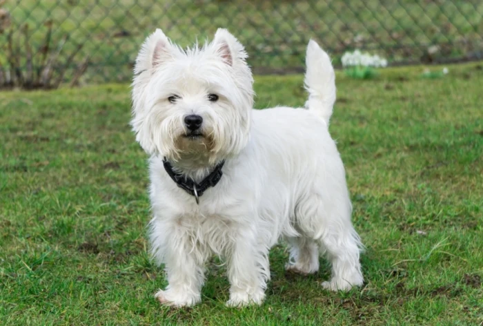 West highland white teriér