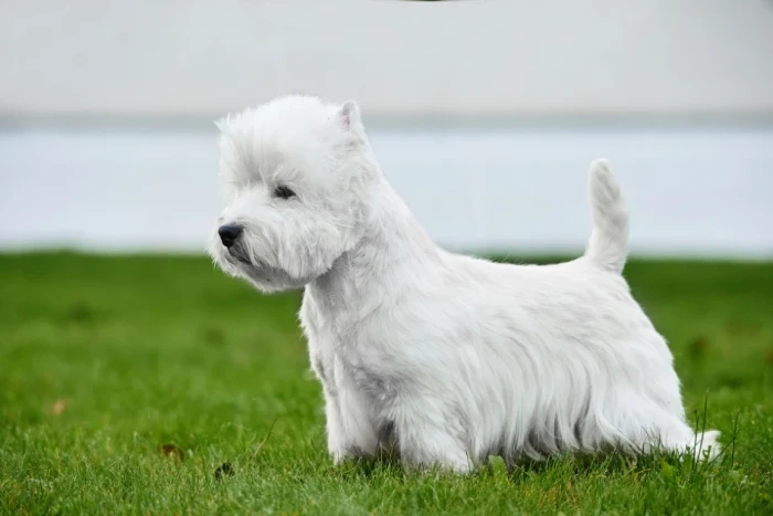West highland white teriér