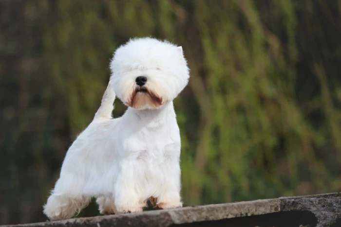 West highland white teriér