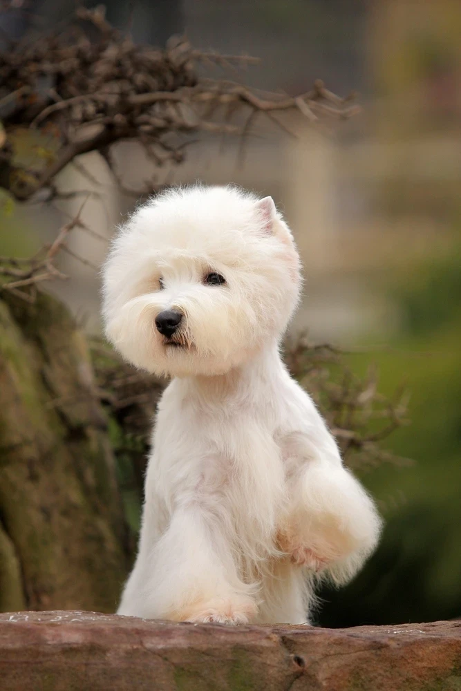 West highland white teriér