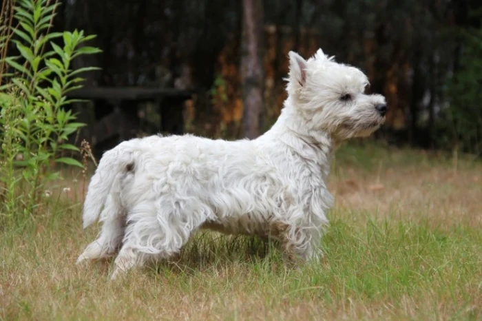 West highland white teriér