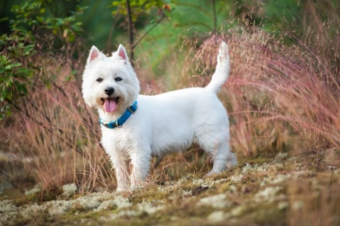West highland white teriér