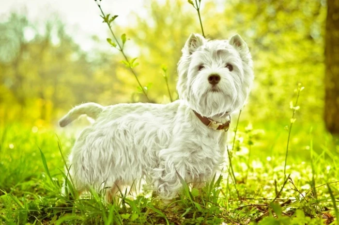West highland white teriér