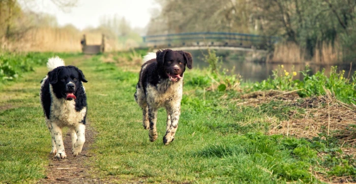 Holandský vodní pes