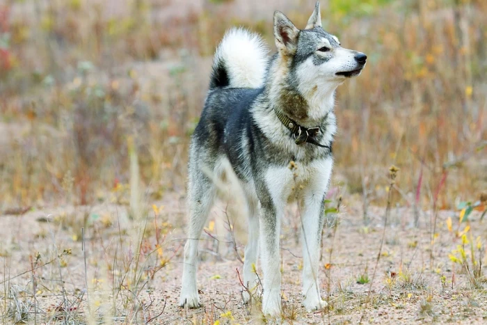 Západosibiřská lajka