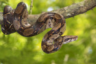 Hroznýš královský, foto: Shutterstock