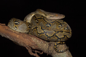 Krajta mřížkovaná