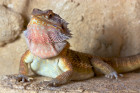 Agama vousatá