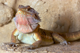 Agama vousatá