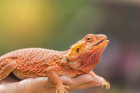 Agama vousatá - barevná mutace,  foto: Shutterstock