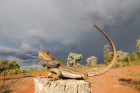 Agama vousatá, foto: Shutterstock