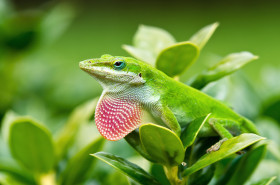 Anolis rudokrký