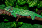 Anolis rytířský