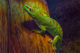 Felsuma madagaskarská