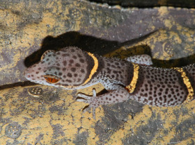 Gekončík čínský