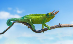 Chameleon Jacksonův