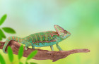 Chameleon jemenský, foto: Shutterstock