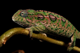 Chameleon kobercový