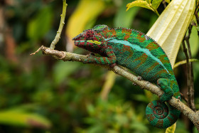 Chameleon pardálí