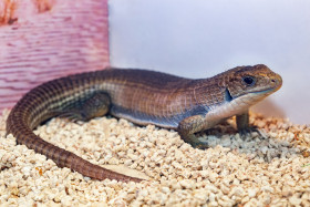 Ještěrkovec velký