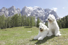 Jihoruský ovčák, foto: Shutterstock