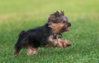 Jorkšírský teriér, foto: Shutterstock