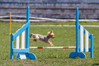 Navzdory svému křehkému zevnějšku jsou jorkšírci aktivní psíci, kteří se mohou uplatnit i ve sportu. Foto: Shutterstock