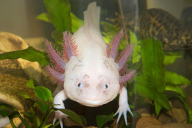 Axolotl mexický