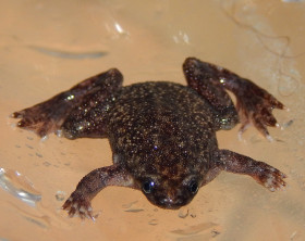 Drápatečka malá