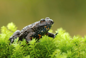 Kunka Insect Kuňka obecná - Atlas terarijních zvířat | iFauna.cz