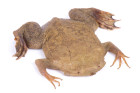 Pipa americká