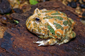 Rohatka Cranwellova