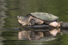 Kajmanka dravá, foto: Shutterstock