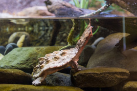 Matamata třásnitá