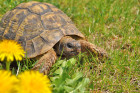 Želva zelenavá, foto: Shutterstock
