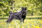 Knírač střední černý, foto: Shutterstock