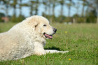 Kuvasz, foto: Shutterstock
