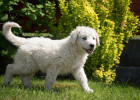 Kuvasz - štěně, foto: Shutterstock